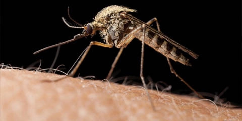 card image for flying insects article