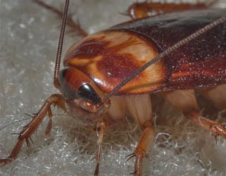image of a cockroach.