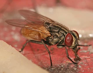 Image of a fly.