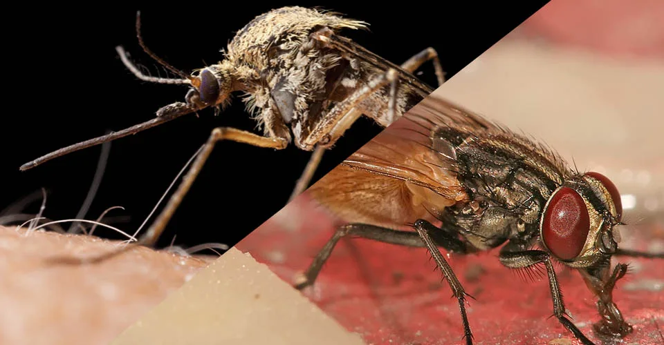 Main article image for Flying Insects.