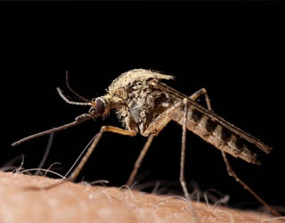 Image of a mosquito feeding.