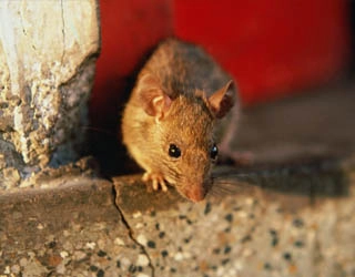 Image of a mouse.