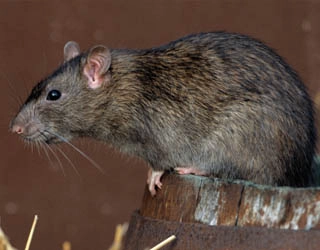 Image of a Rat.