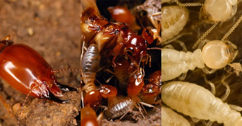 main article image for Termites.