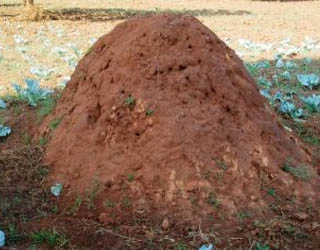 Image of a termite mound.