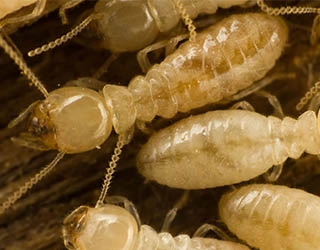 Image of soldier termite.