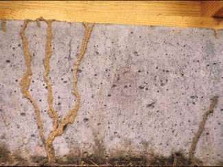 Image of a termite shelter tunnel on a concrete wall.